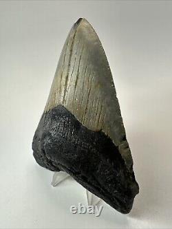 Megalodon Shark Tooth 5.19 Big Authentic Fossil Natural 18585