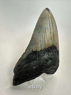 Megalodon Shark Tooth 5.19 Big Authentic Fossil Natural 18585