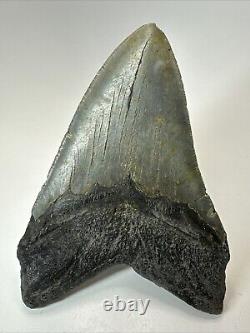 Megalodon Shark Tooth 5.19 Big Authentic Fossil Natural 18585