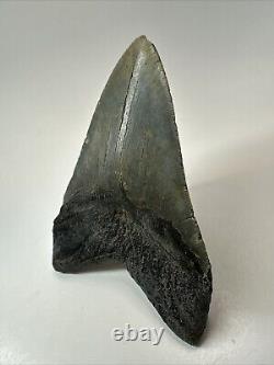 Megalodon Shark Tooth 5.19 Big Authentic Fossil Natural 18585