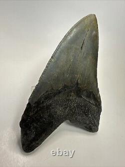 Megalodon Shark Tooth 5.19 Big Authentic Fossil Natural 18585