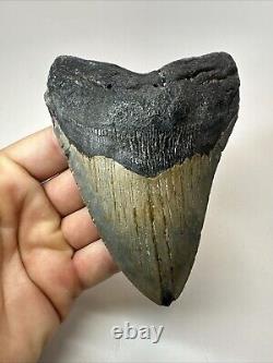 Megalodon Shark Tooth 5.19 Big Authentic Fossil Natural 18585