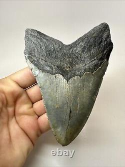 Megalodon Shark Tooth 5.19 Big Authentic Fossil Natural 18585