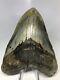Megalodon Shark Tooth 5.19 High Quality Colorful No Restoration 4028