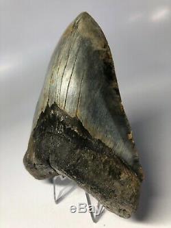 Megalodon Shark Tooth 5.19 High Quality Colorful No Restoration 4028
