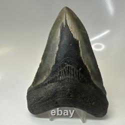 Megalodon Shark Tooth 5.19 Inch Huge Authentic Fossil Rare Natural 20475