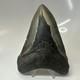 Megalodon Shark Tooth 5.19 Inch Huge Authentic Fossil Rare Natural 20475