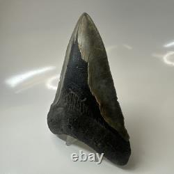 Megalodon Shark Tooth 5.19 Inch Huge Authentic Fossil Rare Natural 20475