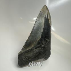 Megalodon Shark Tooth 5.19 Inch Huge Authentic Fossil Rare Natural 20475