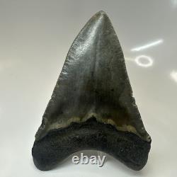 Megalodon Shark Tooth 5.19 Inch Huge Authentic Fossil Rare Natural 20475