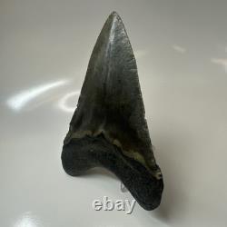 Megalodon Shark Tooth 5.19 Inch Huge Authentic Fossil Rare Natural 20475
