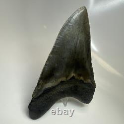Megalodon Shark Tooth 5.19 Inch Huge Authentic Fossil Rare Natural 20475 Megalodon Shark Tooth 5.19 Inch Huge Authentic Fossil Rare Natural 20475