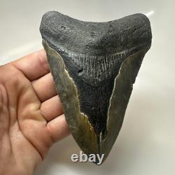 Megalodon Shark Tooth 5.19 Inch Huge Authentic Fossil Rare Natural 20475