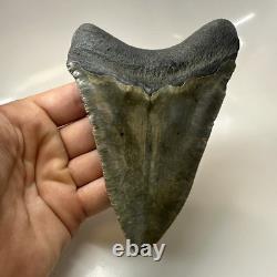 Megalodon Shark Tooth 5.19 Inch Huge Authentic Fossil Rare Natural 20475
