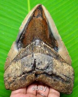 Megalodon Shark Tooth 5.19- Shark Teeth Real Fossil Not Replica Megladone