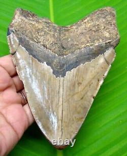 Megalodon Shark Tooth 5.19- Shark Teeth Real Fossil Not Replica Megladone