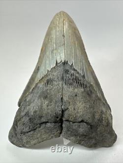 Megalodon Shark Tooth 5.19 inch Unique Shape Natural Real Fossil 18206