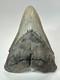 Megalodon Shark Tooth 5.19 Inch Unique Shape Natural Real Fossil 18206