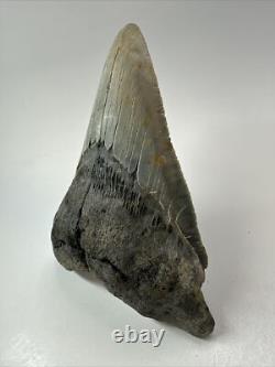 Megalodon Shark Tooth 5.19 inch Unique Shape Natural Real Fossil 18206 Megalodon Shark Tooth 5.19 inch Unique Shape Natural Real Fossil 18206
