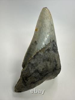 Megalodon Shark Tooth 5.19 inch Unique Shape Natural Real Fossil 18206