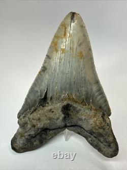 Megalodon Shark Tooth 5.19 inch Unique Shape Natural Real Fossil 18206 Megalodon Shark Tooth 5.19 inch Unique Shape Natural Real Fossil 18206