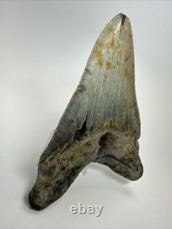 Megalodon Shark Tooth 5.19 inch Unique Shape Natural Real Fossil 18206