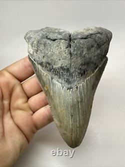 Megalodon Shark Tooth 5.19 inch Unique Shape Natural Real Fossil 18206