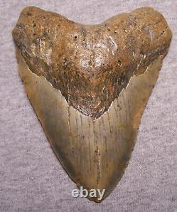 Megalodon Shark Tooth 5 1/16 Shark Teeth Extinct Jaw Fossil Massive No Repair