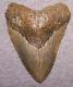 Megalodon Shark Tooth 5 1/16 Shark Teeth Extinct Jaw Fossil Massive No Repair