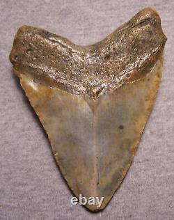 Megalodon Shark Tooth 5 1/16 Shark Teeth Extinct Jaw Fossil Massive No Repair