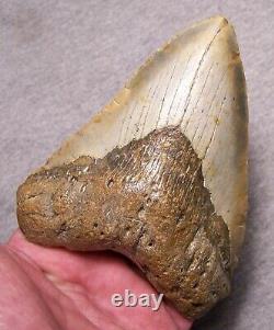 Megalodon Shark Tooth 5 1/16 Shark Teeth Extinct Jaw Fossil Massive No Repair