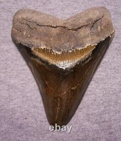 Megalodon Shark Tooth 5 1/16 Teeth Jaw Fossil Stunning Giant Polished Megladon