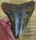 Megalodon Shark Tooth 5 & 1/16 In. Green Brown Serrated Real Fossil