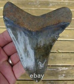 Megalodon Shark Tooth 5 & 1/16 in. GREEN BROWN SERRATED REAL FOSSIL