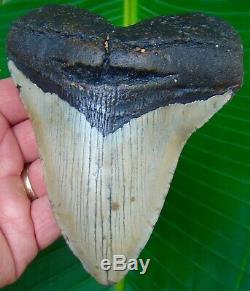 Megalodon Shark Tooth 5 & 1/16 in. REAL Fossil Sharks Teeth NO RESTORATIONS