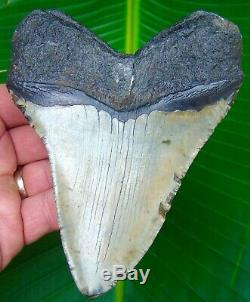 Megalodon Shark Tooth 5 & 1/16 in. REAL Fossil Sharks Teeth NO RESTORATIONS
