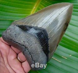 Megalodon Shark Tooth 5 & 1/16 in. SERRATED REAL FOSSIL NO RESTORATIONS