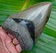 Megalodon Shark Tooth 5 & 1/16 In. Serrated Real Fossil No Restorations