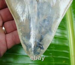 Megalodon Shark Tooth 5 & 1/16 in. With FREE DISPLAY STAND REAL FOSSIL