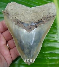 Megalodon Shark Tooth 5 & 1/16 in. With FREE DISPLAY STAND REAL FOSSIL