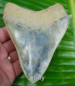 Megalodon Shark Tooth 5 & 1/16 in. With FREE DISPLAY STAND REAL FOSSIL