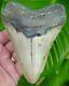 Megalodon Shark Tooth 5 & 1/2 Real Fossil North Carolina No Restoration