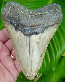 Megalodon Shark Tooth 5 & 1/2 REAL FOSSIL NORTH CAROLINA NO RESTORATION