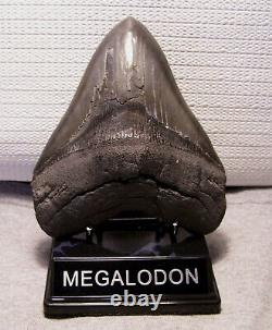 Megalodon Shark Tooth 5 1/2 Shark Teeth Jaw Fossil Serrated Megladon Display