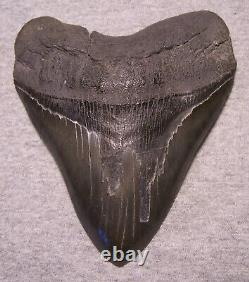 Megalodon Shark Tooth 5 1/2 Shark Teeth Jaw Fossil Serrated Megladon Display