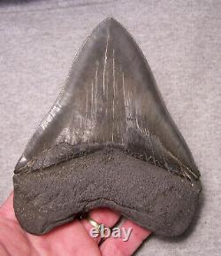 Megalodon Shark Tooth 5 1/2 Shark Teeth Jaw Fossil Serrated Megladon Display