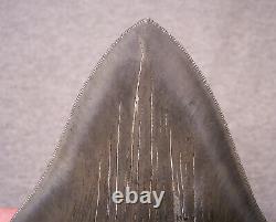 Megalodon Shark Tooth 5 1/2 Shark Teeth Jaw Fossil Serrated Megladon Display