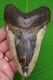 Megalodon Shark Tooth 5 & 1/2 Sharks Teeth Real Fossil Megladone