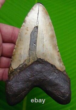 Megalodon Shark Tooth 5 & 1/2 Sharks Teeth Real Fossil Megladone