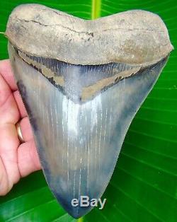 Megalodon Shark Tooth 5 & 1/2 in. REAL FLAWLESS SERRATIONS NO RESTO